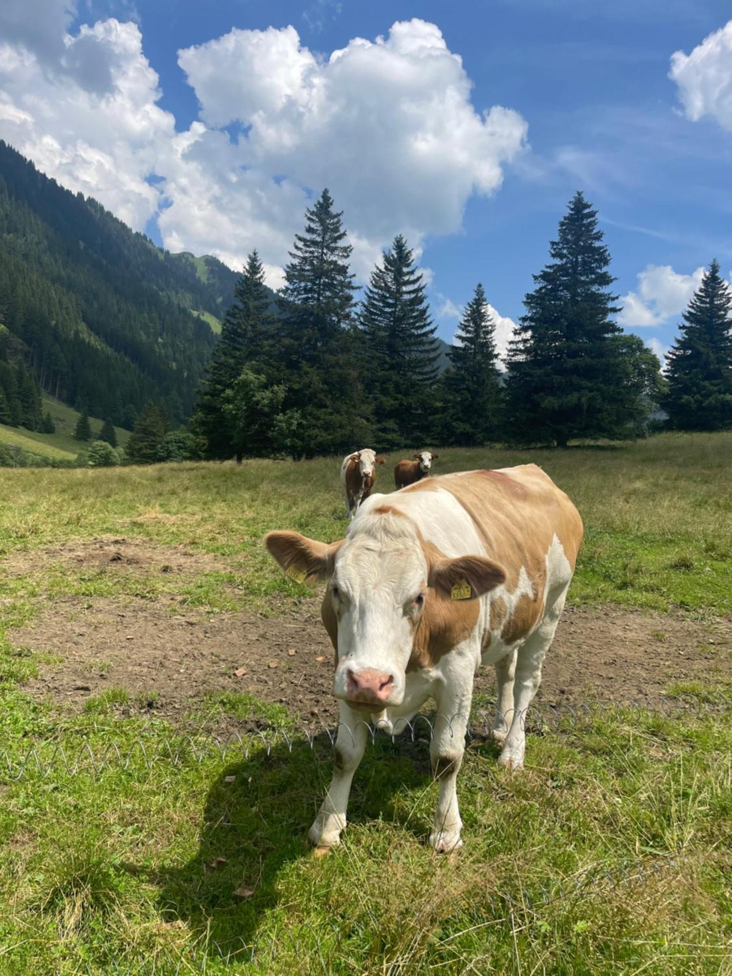 Ferienwohnungen Bianca Hasler - Stallbauer Pusterwald Bagian luar foto